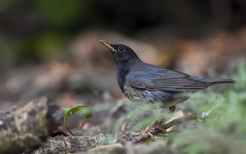 Japanese Thrush (Turdus cardis) at Cuc Phuong Bird Hides - Northern Vietnam. Photo by: Bui Duc Tien - Vietnam Bird Photography Tours - Vietbirdphototours.com